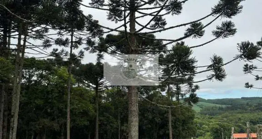 Terreno para sitio em campo alegre/sc, com 2.000 m², com araucarias e um lugar privilegiado