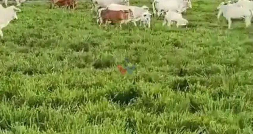 Fazenda à venda em prudentópolis  22 alqueires, estrutura completa e 90 cabeças de gado