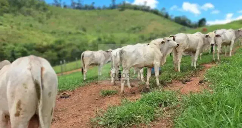 Sítio em Lima Duarte com 19,5 hectares em Lima Duarte-MG.
