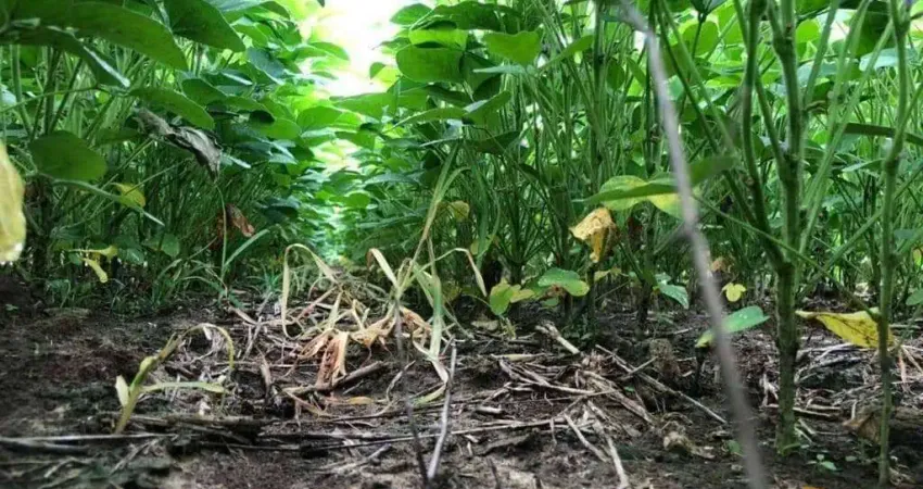 Fazenda para alugar na Zona Rural, Humaitá 