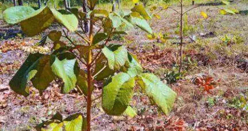 Chácara à venda, 20000 m² por R$ 130.000,00 - Zona Rural - Cuiabá/MT