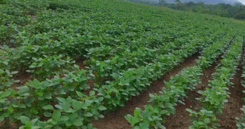 Fazenda para alugar, 13000000 m² por R$ 1.000/mês - Zona Rural - Jangada/MT