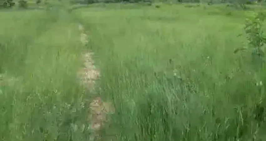 Fazenda na Agrovila das Palmeiras à venda, 2630000 m² por R$ 6.900.000 - Zona Rural - Santo Antônio do Leverger/MT