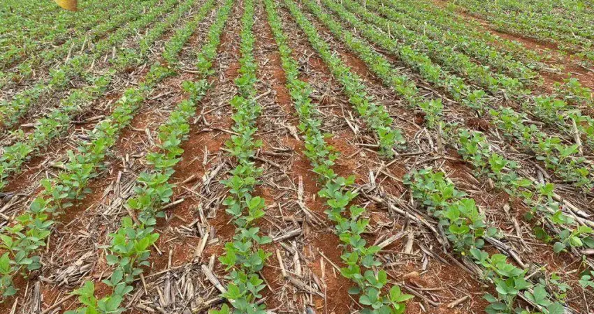 Fazenda 90km de Nova Mutum à venda, 62000000 m² por R$ 0 - Zona Rural - Nova Mutum/MT