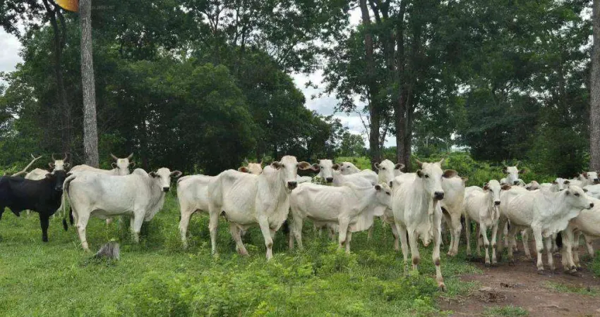 Fazenda à venda, 15410000 m² por R$ 15.500.000,00 - Zona Rural - Acorizal/MT