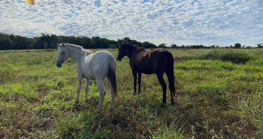 Fazenda à venda, 400000 m² por R$ 980.000,00 - Tremendão - Várzea Grande/MT