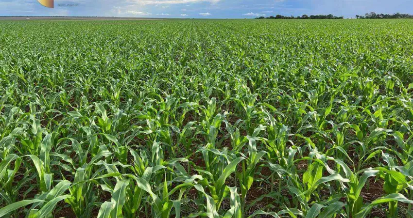 Fazenda à venda, 8500000 m² por R$ 62.000.000,00 - Zona Rural - Sapezal/MT