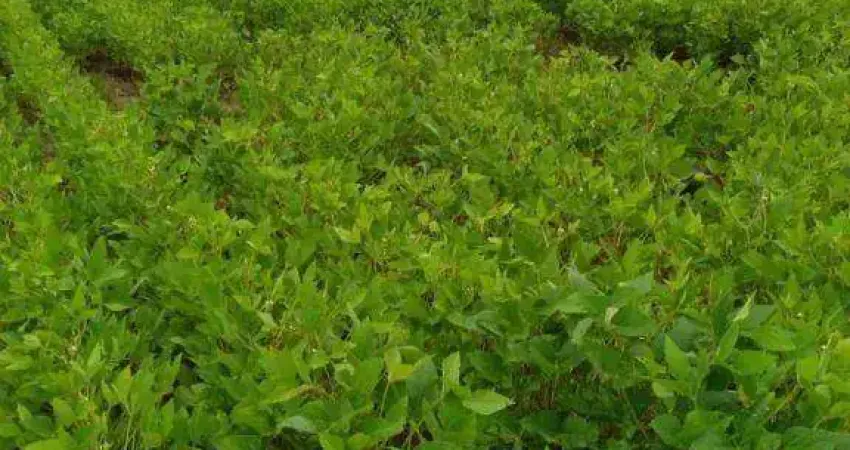 Fazenda para alugar, 1580000000 m² por R$ 291.666,68/mês - Zona Rural - Paranatinga/MT