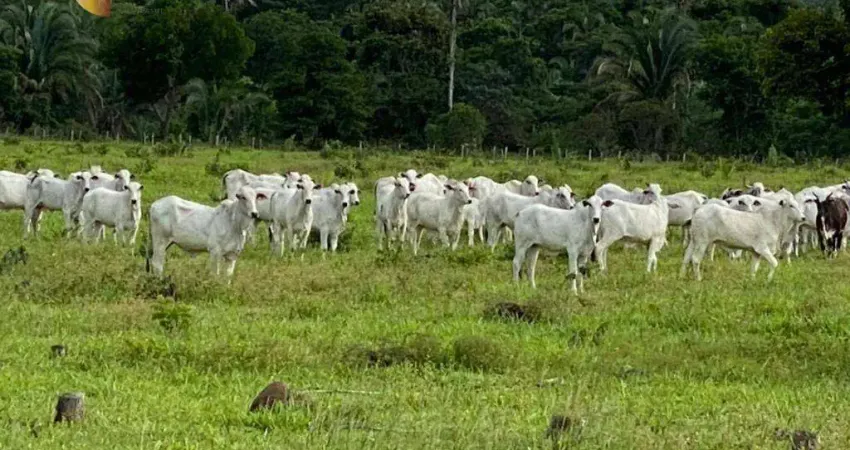 Fazenda à venda, 1740000 m² por R$ 4.700.000,00 - Zona Rural - Cuiabá/MT