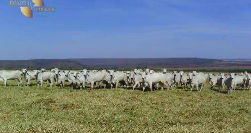 Fazenda à venda, 78000000 m² por R$ 140.000.000,00 - Zona Rural - Nova Mutum/MT