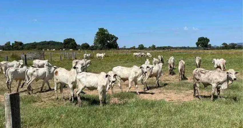 Fazenda à venda, 20500000 m² por R$ 55.350.000,00 - Zona Rural - Cuiabá/MT