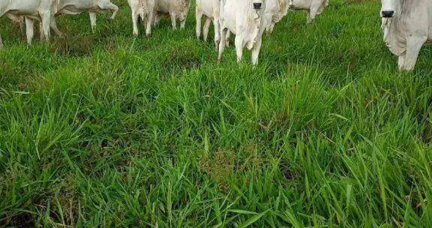 Fazenda à venda, 1000000 m² por R$ 1.800.000,00 - Zona Rural - Poconé/MT