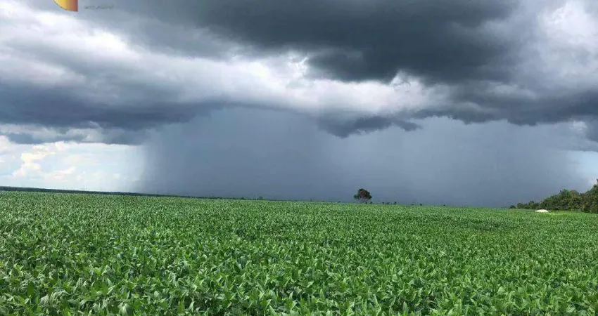 Fazenda à venda, 27000000 m² por R$ 32.000.000,00 - Zona Rural - Riachão/MA