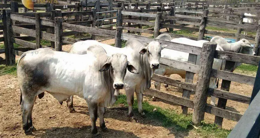 Fazenda à venda, 785550000 m² por R$ 999.999.999,99 - Zona Rural - Miranda/MS