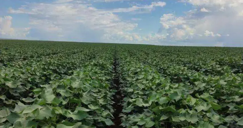 Fazenda à venda, 93850000 m² por R$ 675.720.000,00 - Zona Rural - Sapezal/MT