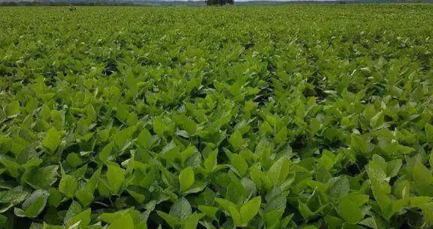 Fazenda à venda, 2120000 m² por R$ 9.540.000,00 - Zona Rural - Juscimeira/MT