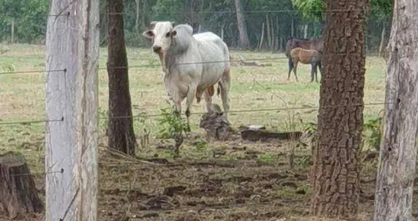 Fazenda à venda, 410000000 m² por R$ 123.000.000,00 - Zona Rural - Poconé/MT