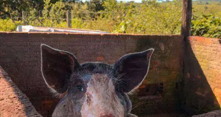 Fazenda à venda, 2070000 m² por R$ 7.245.000,00 - Zona Rural - Juscimeira/MT