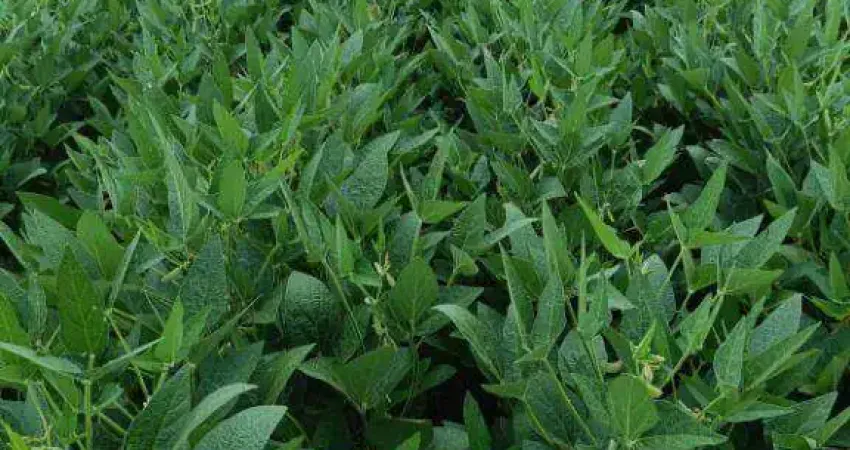 Fazenda à venda, 22000000 m² por r$ 90.000.000,00 - zona rural - paranatinga/mt