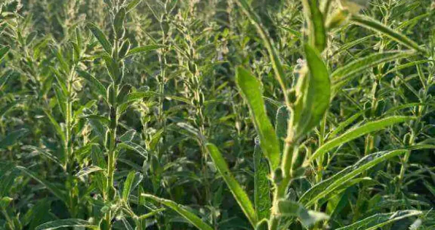 Fazenda à venda, 21770000 m² por r$ 80.500.000 - zona rural - paranatinga/mt