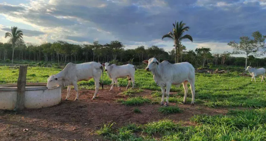 Fazenda à venda, 1270000 m² por r$ 2.990.000 - zona rural - acorizal/mt