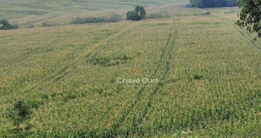 Área rural com 10 alqueires, ou 24.2 hectares com rio, pastagem e lavoura