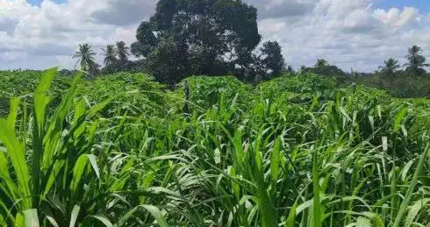 granja com 17 hectares plantada de capim pangola e braquiária com uma estrutura com rio perene