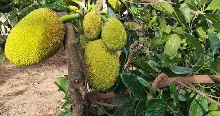 sitio granja com 6.100 metros quadrados em vera cruz um paraíso com muitas fruteiras