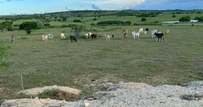 granja com 5 hectares em várzea com uma boa estrutura e localização boa