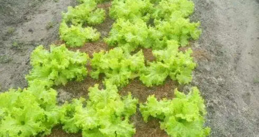 granja com 9.000 metros quadrados em vera cruz com riacho perene poço casa murada muitas fruteiras