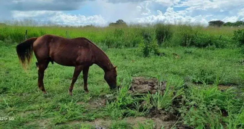 granja com 8.7 hectares um haras top para quem busca adquirir coisa boa