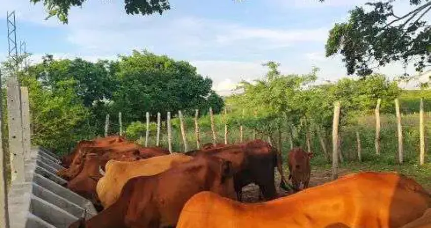 fazenda com 44.8 hectares de porteira fechada em Bom Jesus um a excelente propriedade
