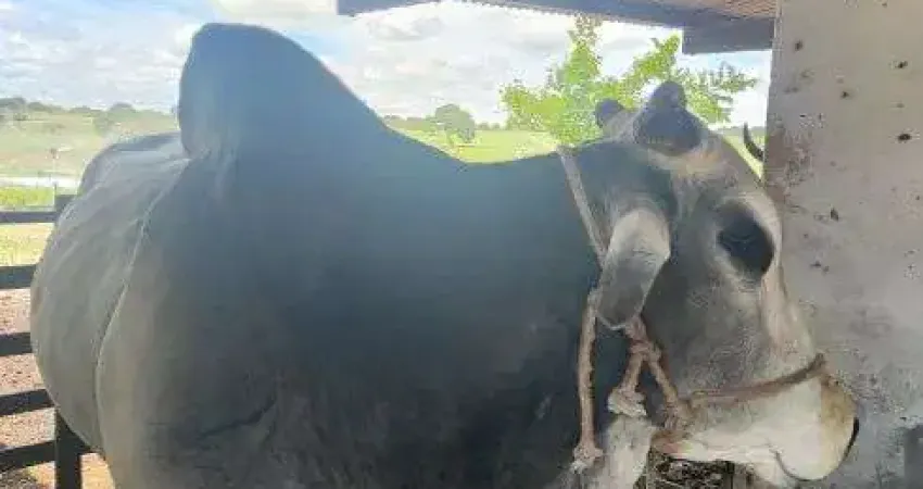 fazenda com 40 hectares em Monte Alegre um luxo uma oportunidade única