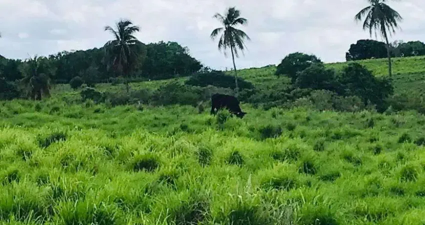 Fazenda/Sítio/Chácara fazenda com 20 hectares 98% plantada com 2 casas cortada pelo rio Trairi poço