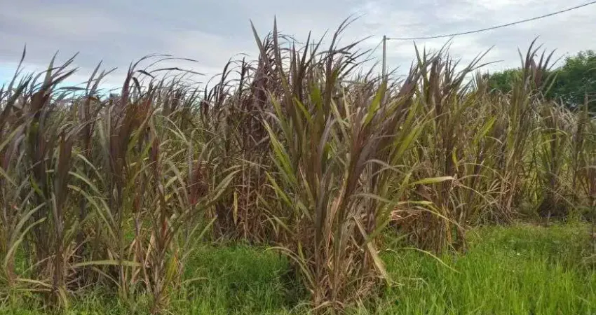 Chácara / sítio com 3 quartos à venda no Centro, Monte Alegre 