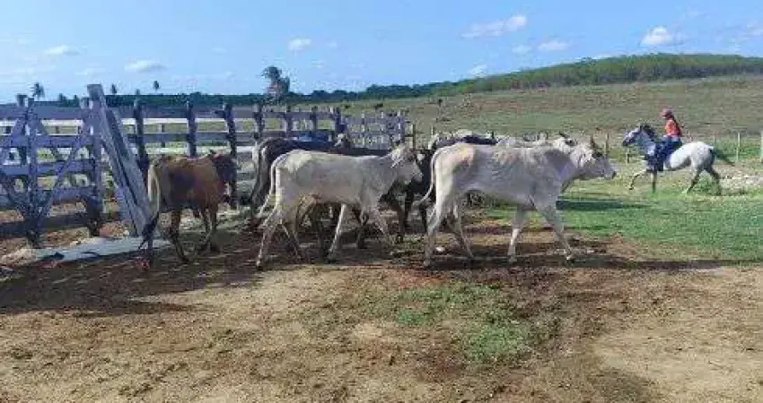 granja com 17 hectares na região de Monte Alegre com uma excelente estrutura para criação perfeita