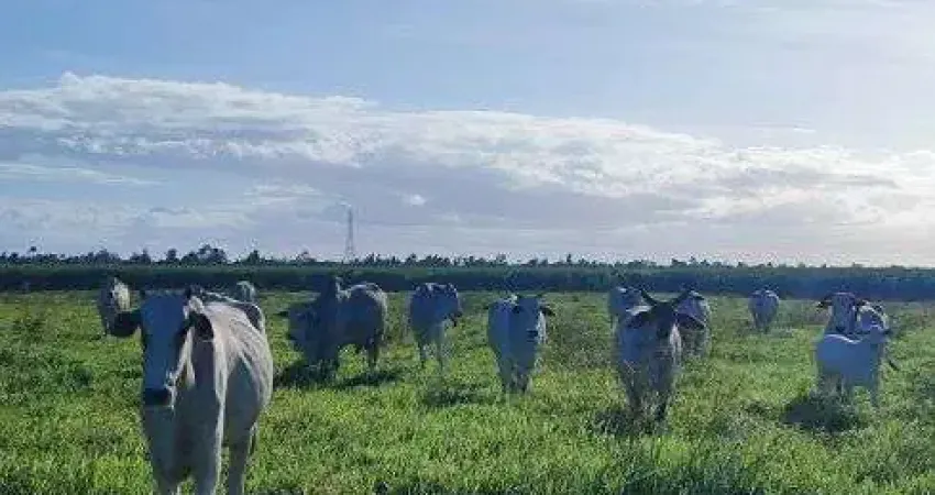 fazenda com 85 hectares com maravilhosa estrutura de alto padrão