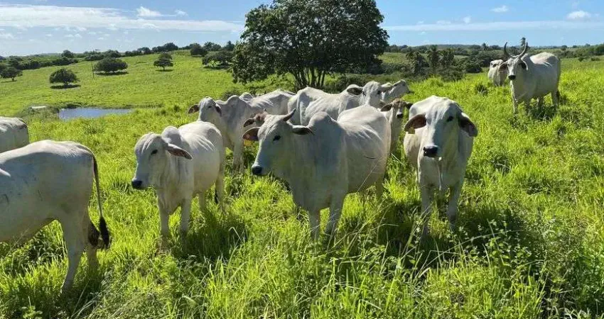 fazenda com 21,6 hectares de porteira fechada com 35 animais