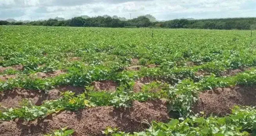 Excelente Fazenda com 44 hectares na região de Touros
