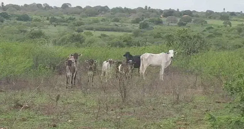 Fazenda com 27 hectares para criação de gado ou plantação