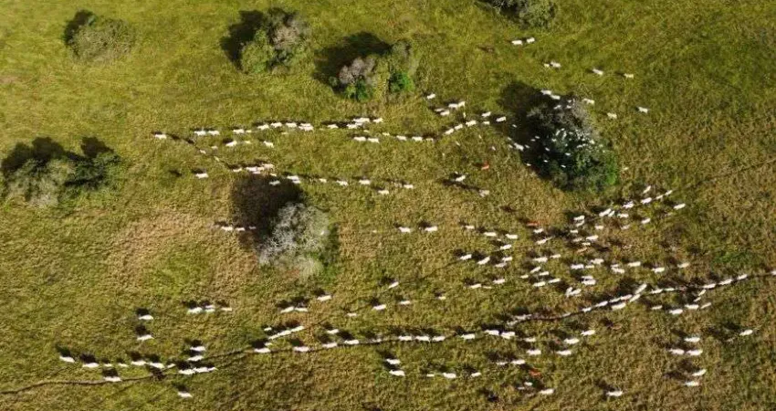 fazenda com uma excelente localização e estrutura de alto padrão com 350 hectares