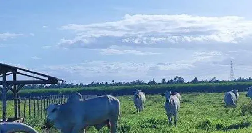 fazenda com 300 hectares bastante estruturada um luxo de fazenda
