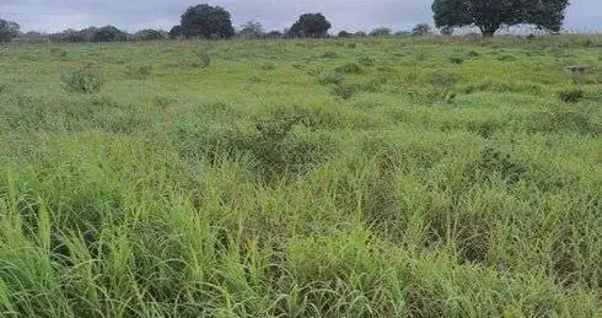 fazenda com 20. hectares de porteira fechada com 39 animais nelore
