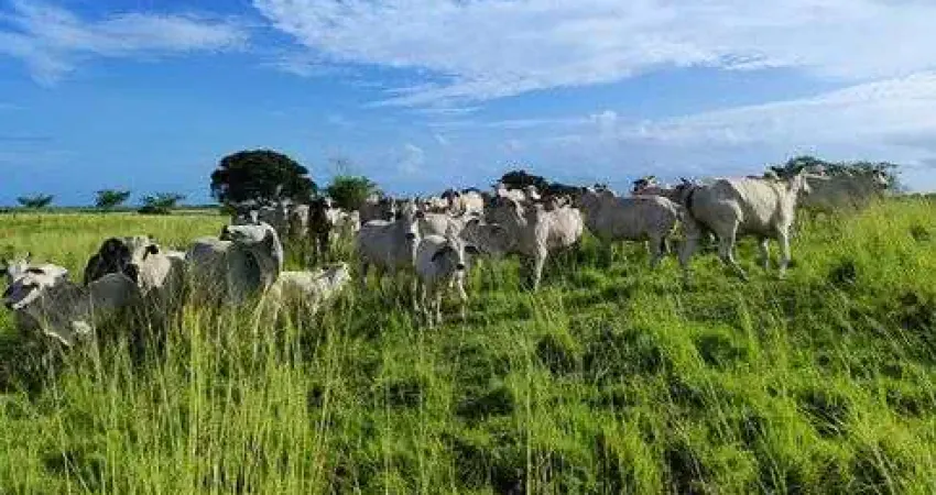 fazenda com 80.5 hectares na região de Monte Alegre o paraíso da grande natal rica de tudo