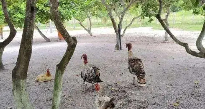 Chácara / sítio com 3 quartos à venda no Centro, Monte Alegre 