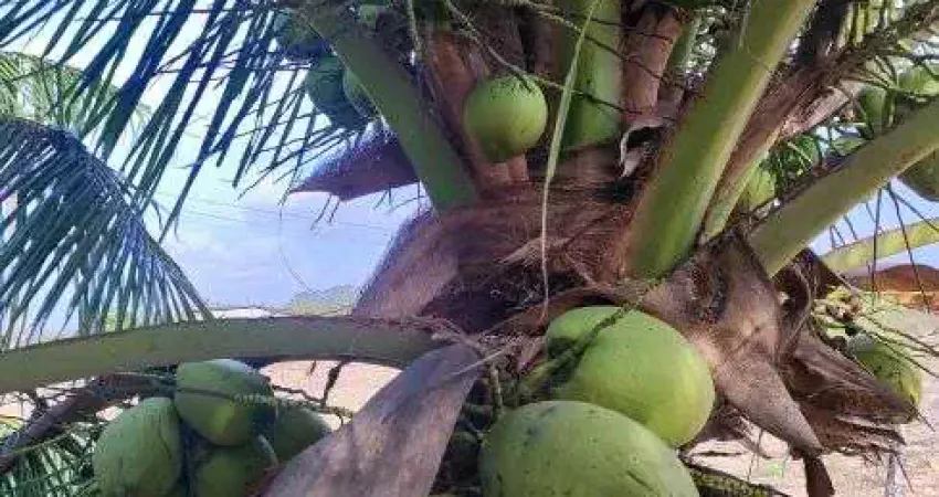 sitio com 8 hectares plantado de coqueiros em plena produção 100% irrigado 3 poços tubulares