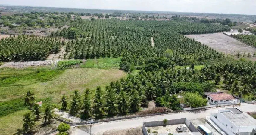 granja com 12 hectares plantada de coqueiros em Monte Alegre