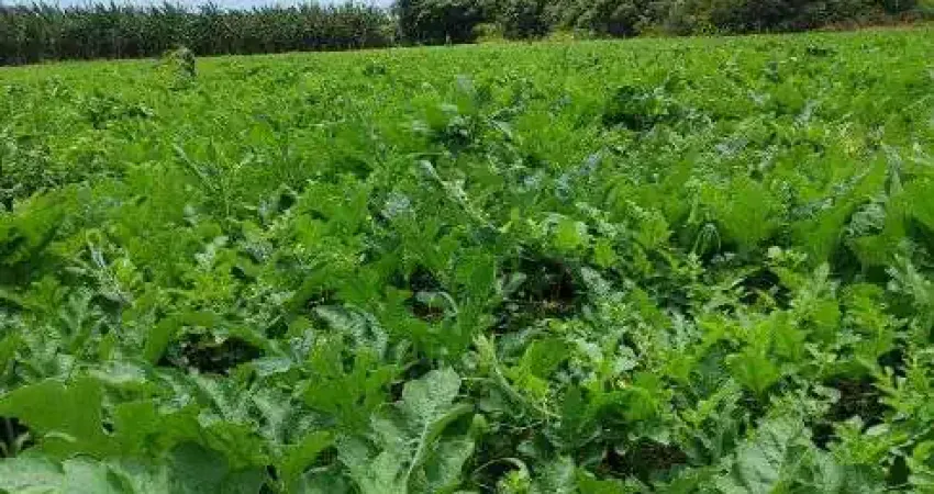 fazenda com 253 hectares na região punau em plena Br101 cortada por rio perene
