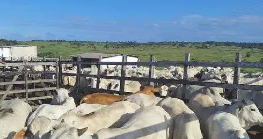 Chácara / sítio com 3 quartos à venda no Centro, Monte Alegre 