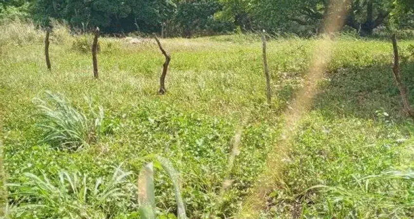 Excelente Fazenda com 260 hectares na região de punau